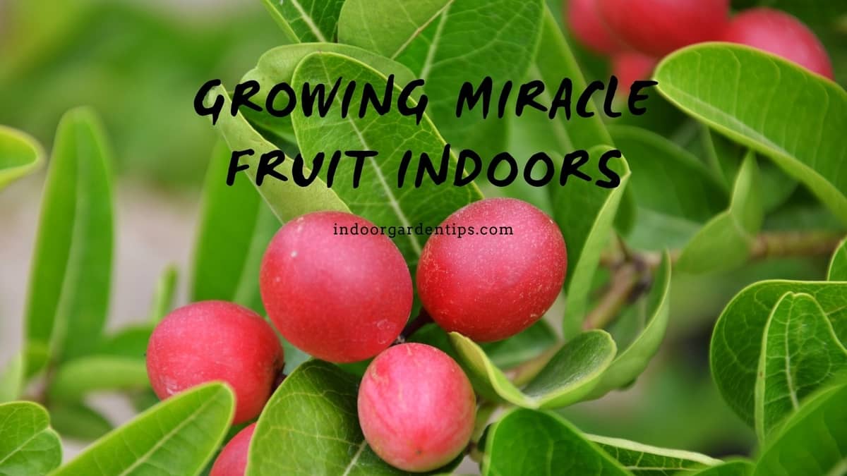 Growing Miracle Fruit Indoors