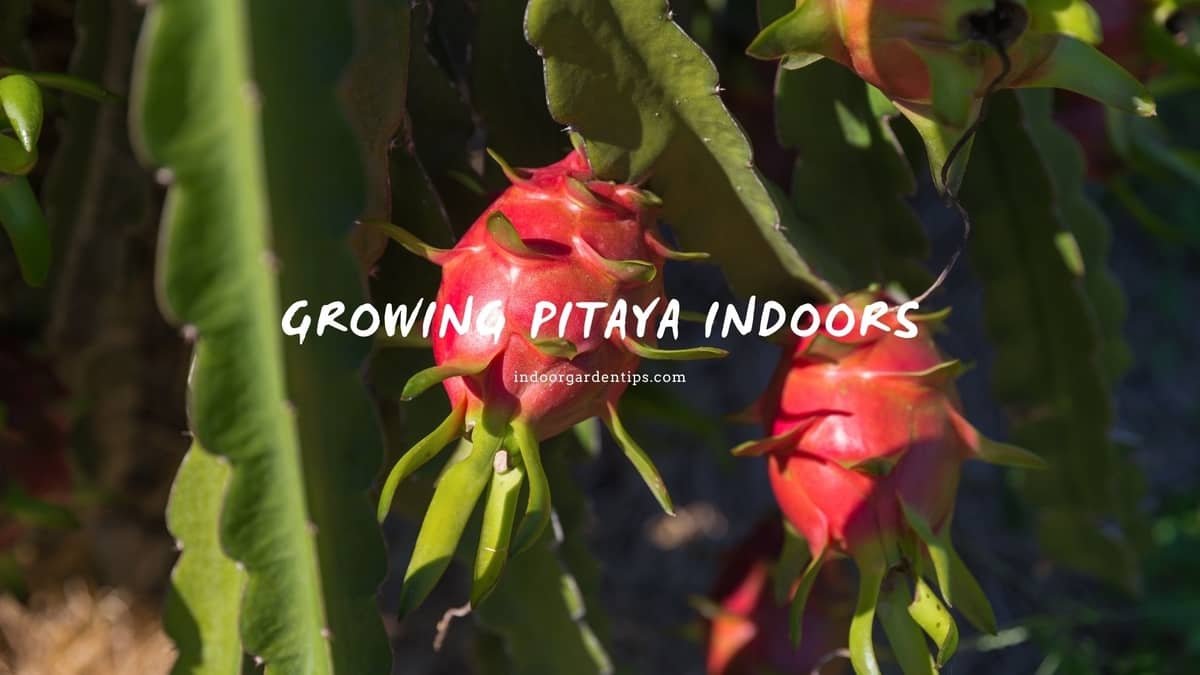 Growing Pitaya Indoors