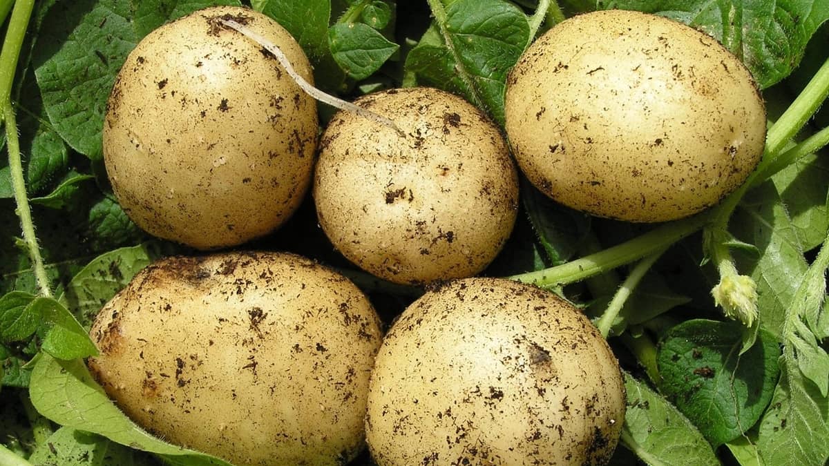 Growing Potatoes Indoors During Winter