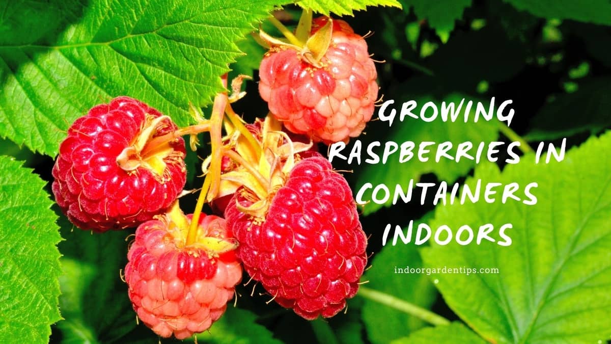 Growing Raspberries In Containers Indoors