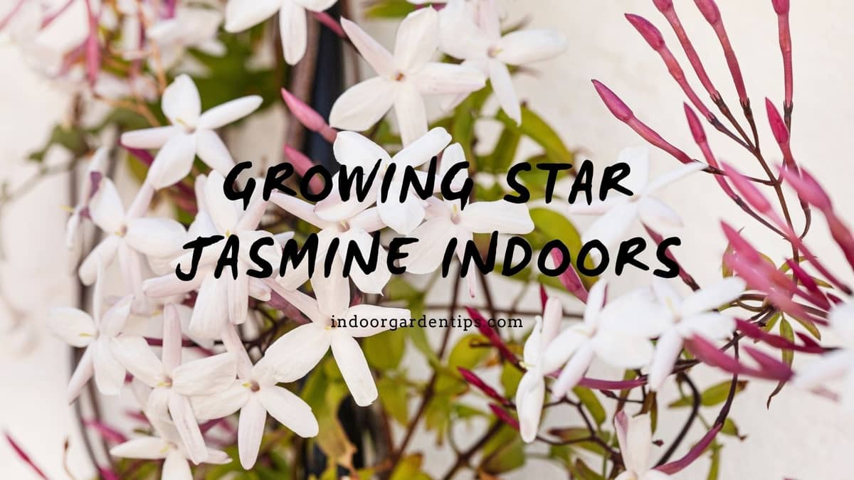 Growing Star Jasmine Indoors