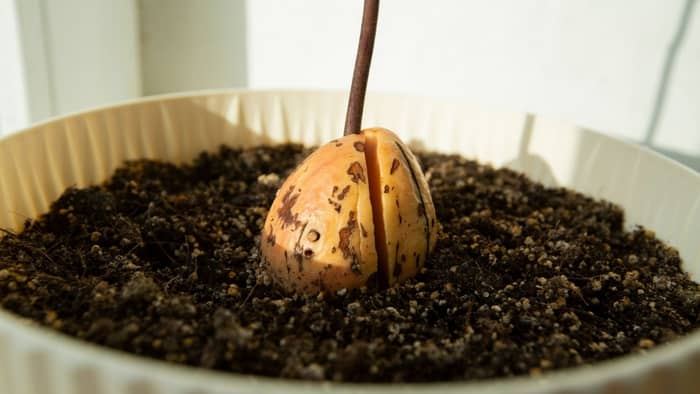  avocado plant from seed