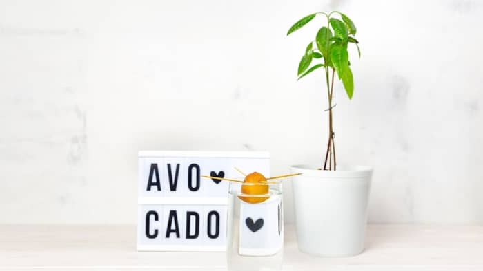  avocado plant