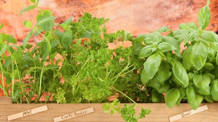  best pots for growing herbs indoors