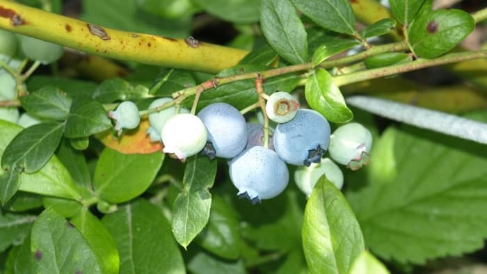  blueberries inside