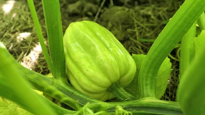  can you grow acorn squash indoors
