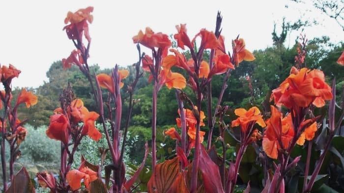  canna lily house plant