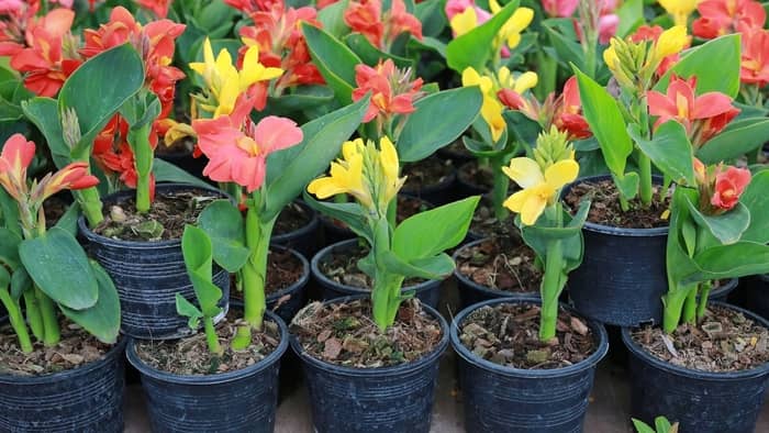  canna lily in pots