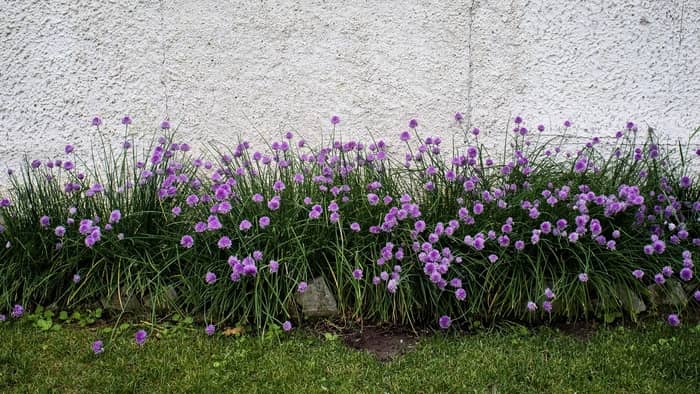  chives winter