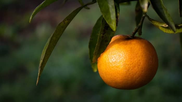  clementine tree care