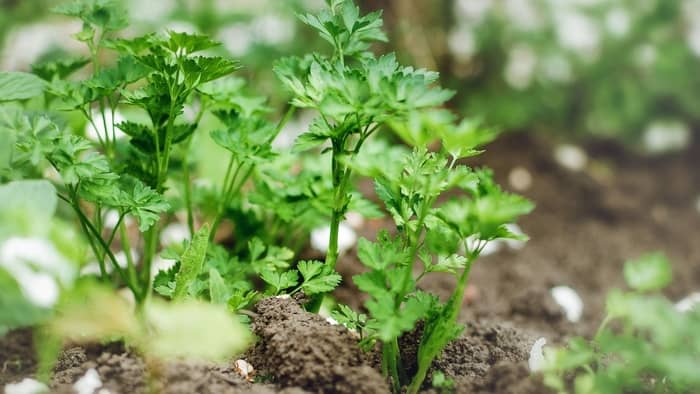  fastest growing vegetables indoors