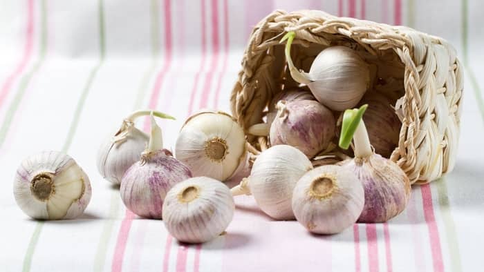  garlic hydroponics