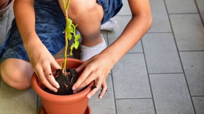  growing blueberry plants indoors