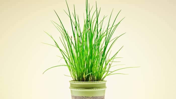  growing chives indoors from seed