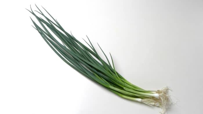  growing chives indoors in winter