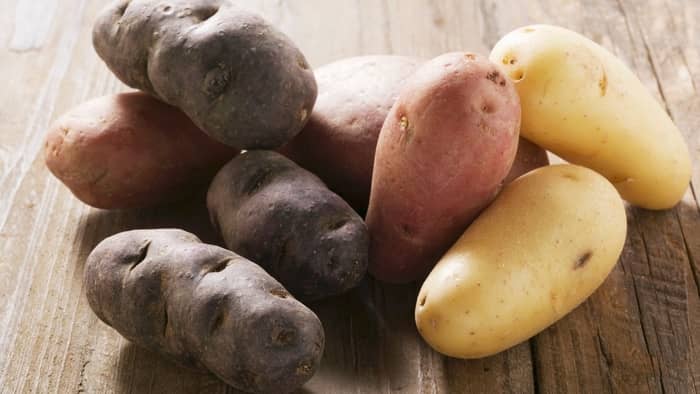  growing potatoes indoors during winter