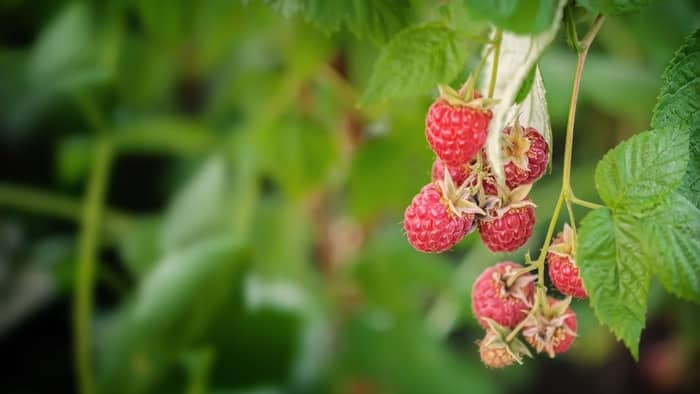  how are raspberries grown