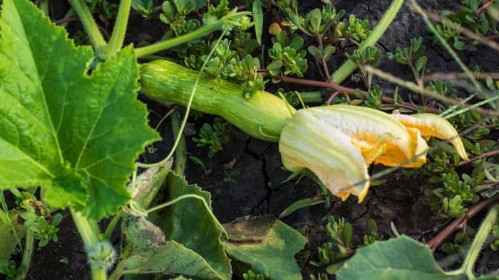  how is zucchini plant grown