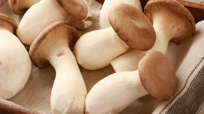  how long does it take to grow oyster mushrooms