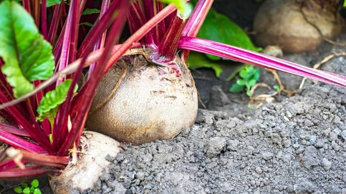  how to grow beetroot without seeds