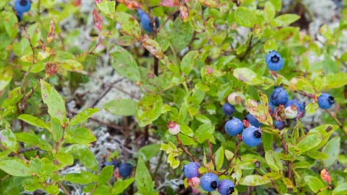  how to grow blueberries indoors