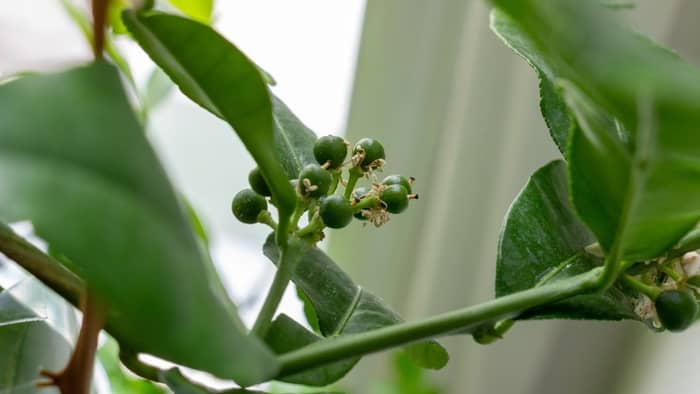  how to grow kaffir limes