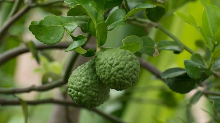  how to prune kaffir lime trees