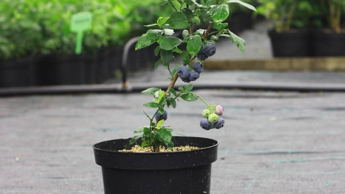  indoor blueberry bush