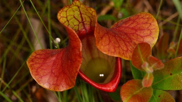  sarracenia purpurea care