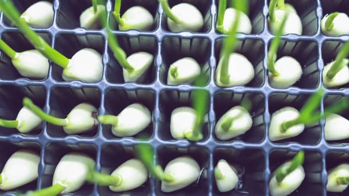  sprouting garlic in water