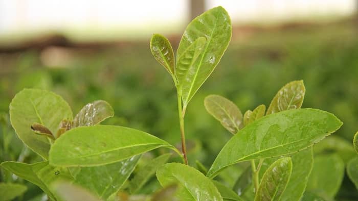  yerba mate seeds