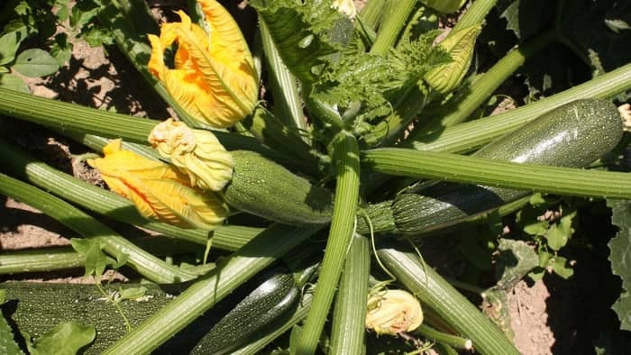  zucchini plant care