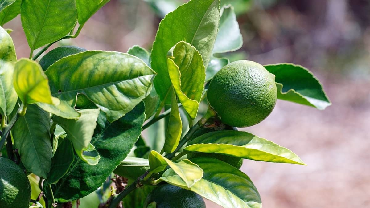 how to grow lime trees indoors