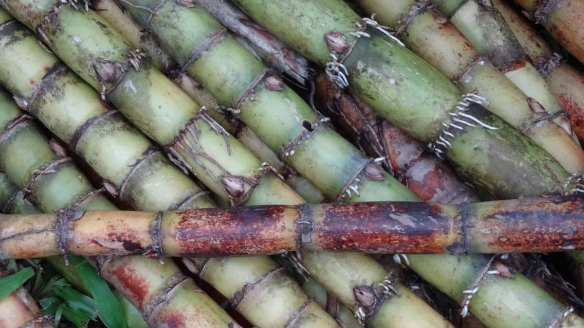 Can you grow sugar cane indoors