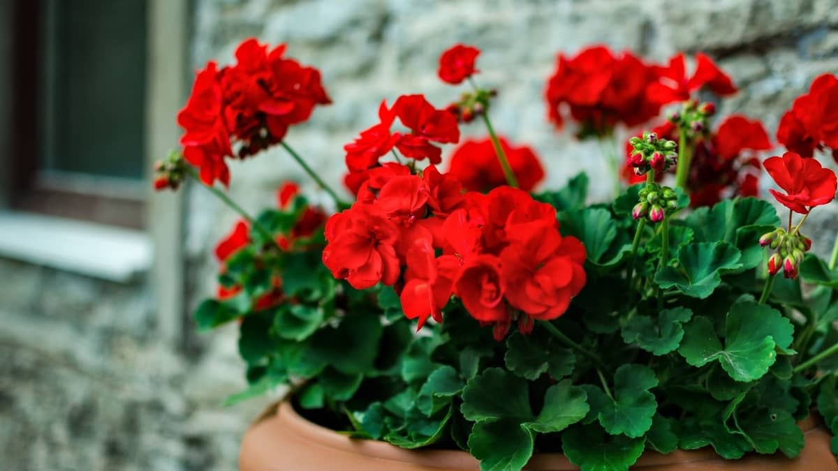 Will geraniums grow indoors