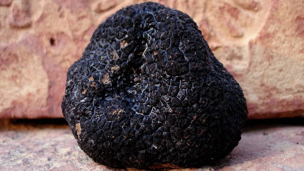 can i grow truffles indoors