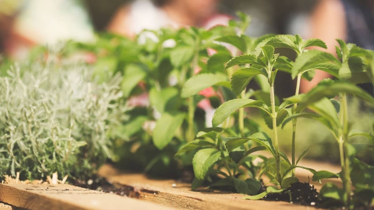 can you grow Stevia indoors