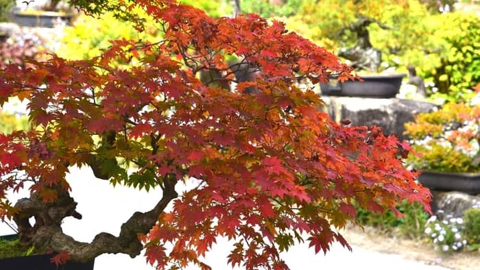  can you grow a maple tree indoors