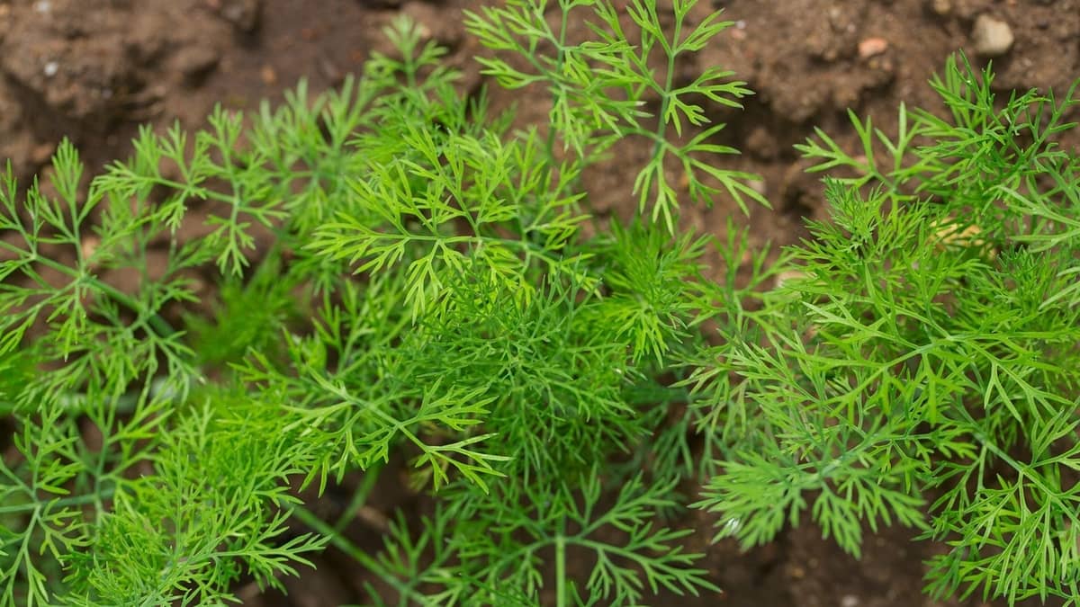 can you grow dill indoors