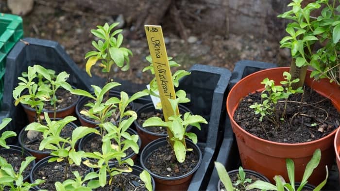  can you grow stevia indoors
