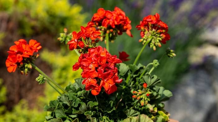  geranium care indoors