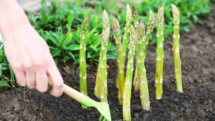  grow asparagus indoors
