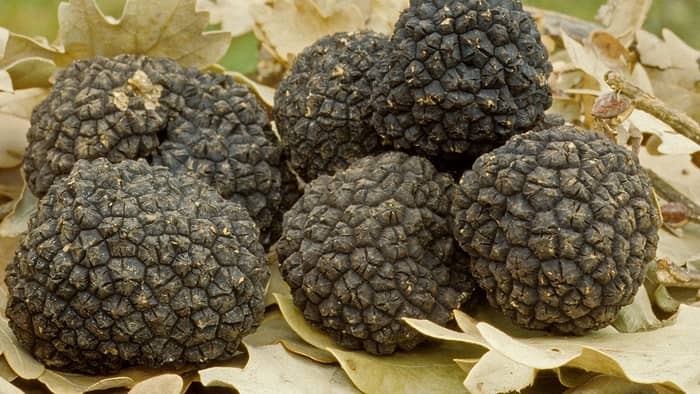  how long do truffles take to grow