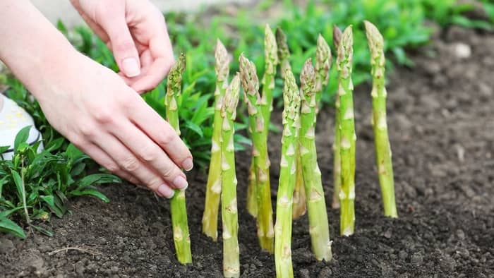  how to grow asparagus indoors