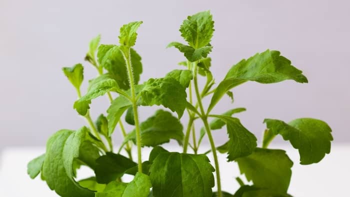  how to grow stevia from seed