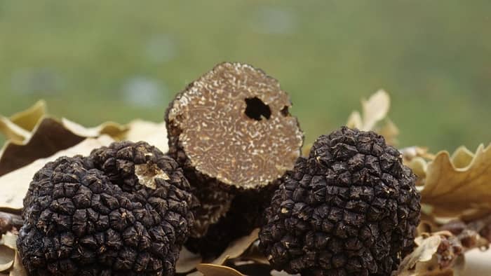  how to grow truffles indoors