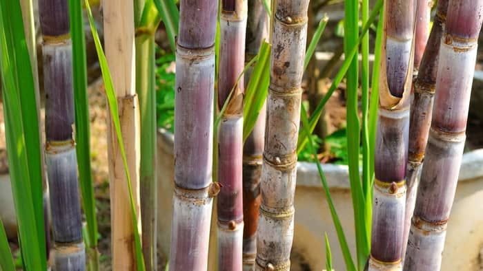  sugarcane planting