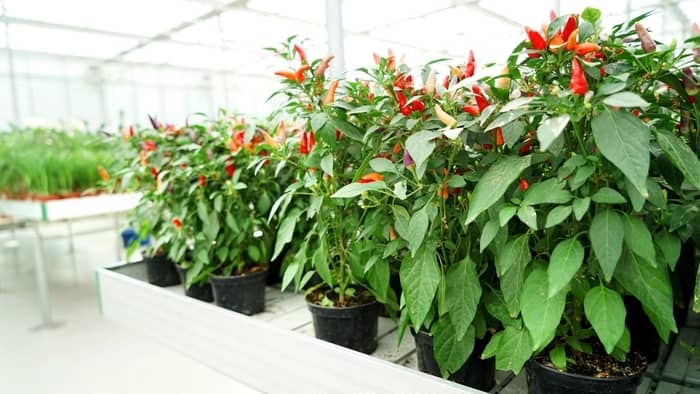  tabasco peppers plant