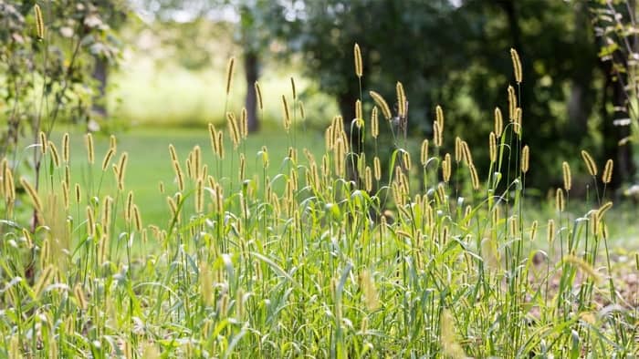 How To Grow Timothy Hay Indoors