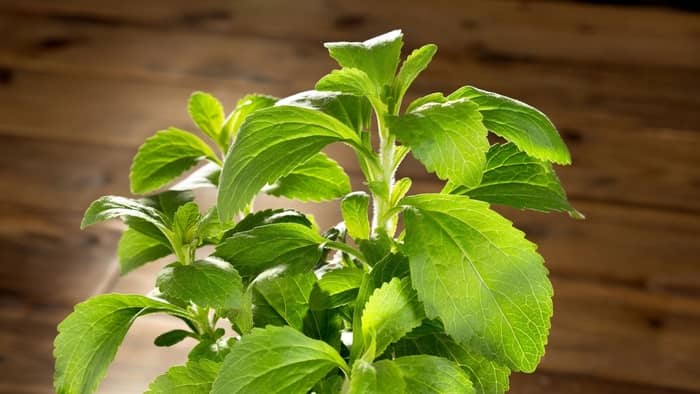  where does stevia grow